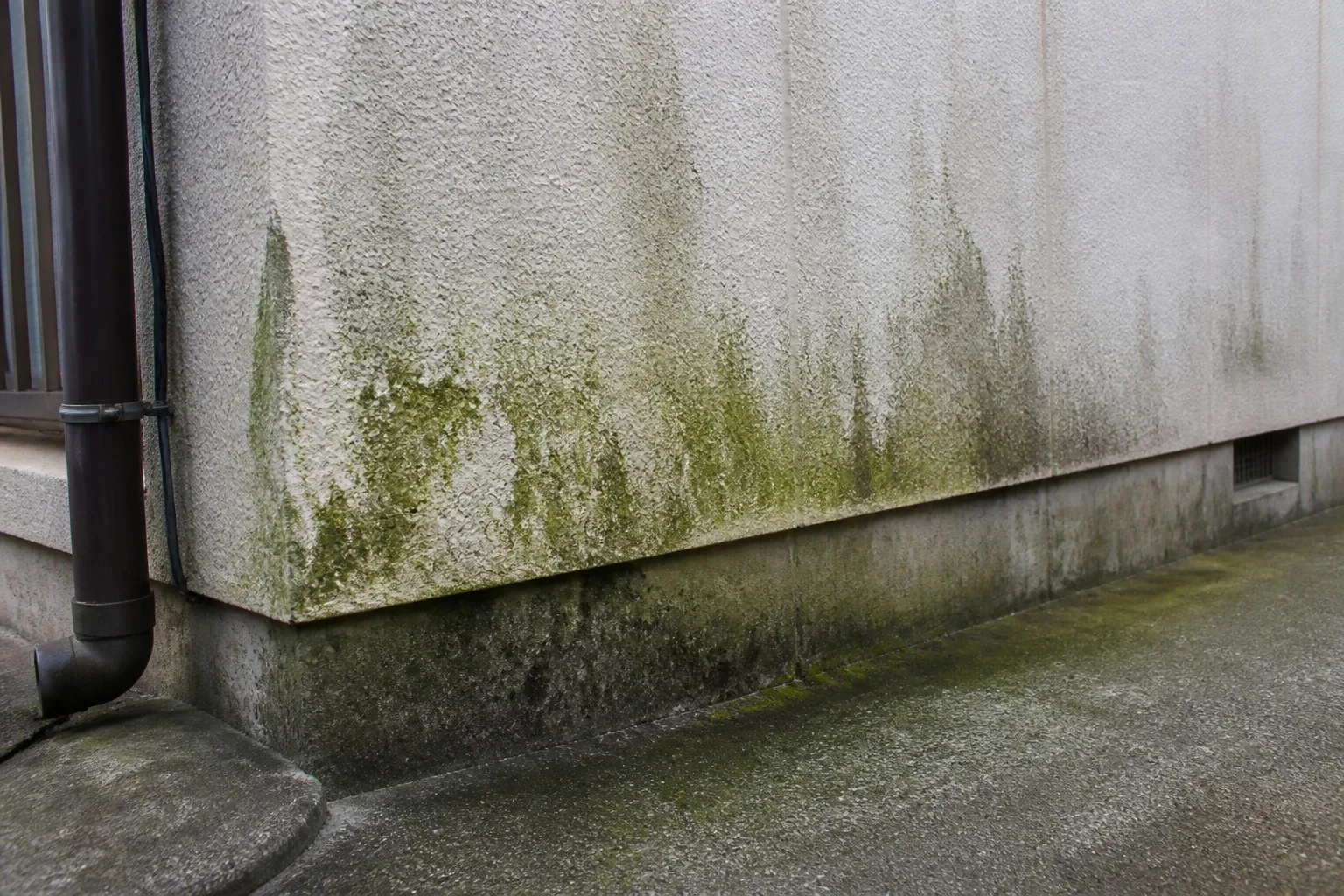 日陰にコケや黒ずみが出ている症状の例